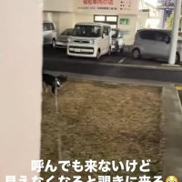 飼い主さんが隠れた時のめかぶ君2