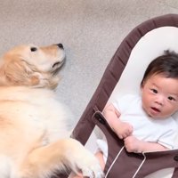 バウンサーを揺らす犬