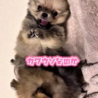 カワウソみたいな2匹