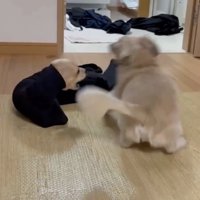 この後すぐ救出され、怪我もありませんでした