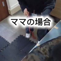 散歩に行こうとする犬