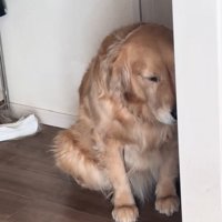 目をつぶるべるちゃん