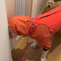 ゴールデンレトリバーのさくちゃん