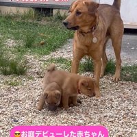 咲太郎くんと小夜ちゃんと赤ちゃん犬