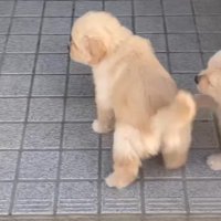 皿をカンカン慣らしたら…