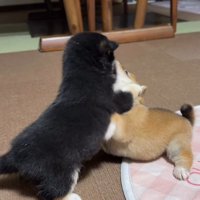 黒柴が優勢に！？