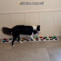 飼い主さんを呼び続けるサンゴくん4