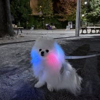 イルミネーション