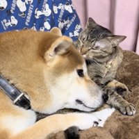 お顔をペロペロ