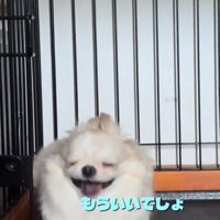 あくびするわんこ