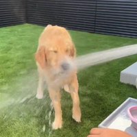 顔からシャワーを浴びる！？