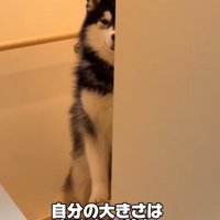 階段の陰から飼い主を見つめる大型犬