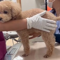 診察台の上に乗る犬3