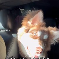 首をかしげる琥珀くん2