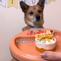 犬用ケーキ
