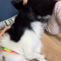 寝転がってじゃれています