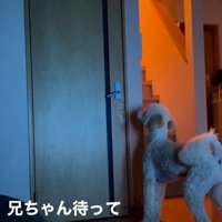 ますお君の人間のような行動6