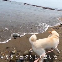 ビビって必死に避ける姿が愛おしい