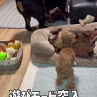 遊びのお誘いも積極的