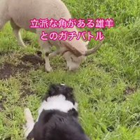 睨み合った瞬間…