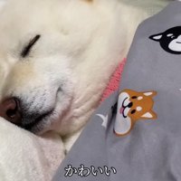 世界一幸せなわんこかも♡