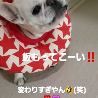 元気に吠えるフレンチブルドッグ