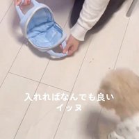「バッグだ！」