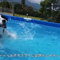 おしゃべりが止まらないコナくん
