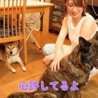 穏やかな表情で撫でられる犬