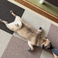 引きずられる小型犬