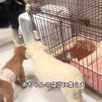 続々とケージの周りに集まってきた