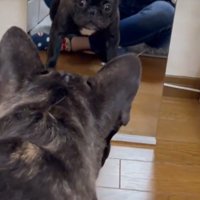 鏡で自分の姿を見た秀吉くん