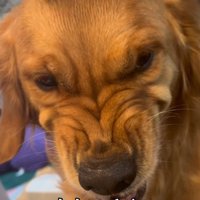 ブラッシングが苦手