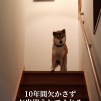 階段上で待つ柴犬