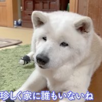 お留守番を頑張るあいちゃん
