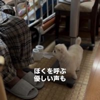 人のそばで見上げる犬