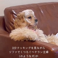 テレビを見るハムちゃん1
