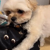 健気なすずめちゃん