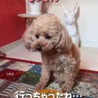 落ち込む犬