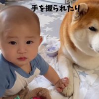 赤ちゃんと柴雄くんと茶太郎くん4