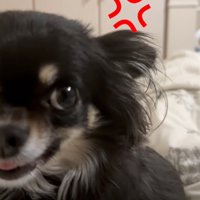 唸り始めた犬