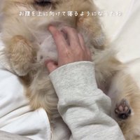 お腹を見せて飼い主に撫でてもらう犬