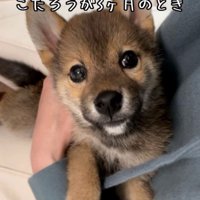 生後3ヶ月の豆柴