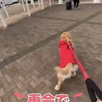 男性に向かって駆け出す犬