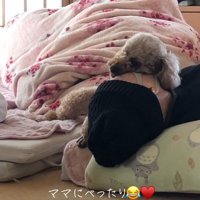 布団に横になっている女性に寄りかかってリラックスする茶色い犬
