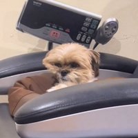 寝癖のついた犬2
