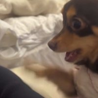 目がキマッていく犬