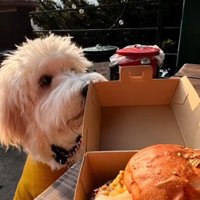 アグちゃんをお迎えするまで⑩