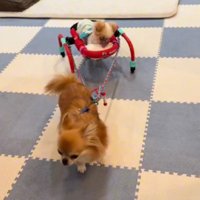 秋になったら遊びに行こう