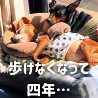 老犬のユリアちゃん